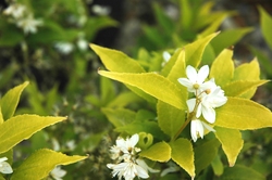 Deutzia gracilis 'Chardonnay Pearls' — photo 4